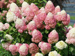 Гортензия метельчатая Summer Love (Саммер Лав) - Долина роз фото 3