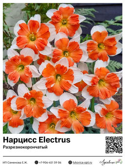 Нарцисс Electrus (Разрезнокорончатый)