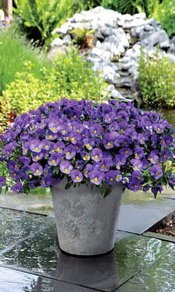 Виола для вазона ВОДОПАД МОНРО