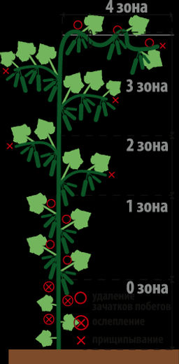 Огурец Необыкновенное чудо F1 (2030