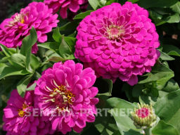 Цинния георгиновидная Фэнтези Античный Розовый - Партнер фото 5