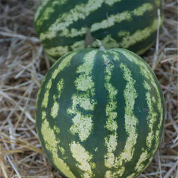 6190U Арбуз Кримсон Вондер 5шт