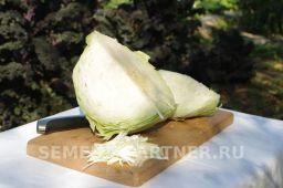 Капуста белокочанная позднеспелая Колобок - Партнер фото 4