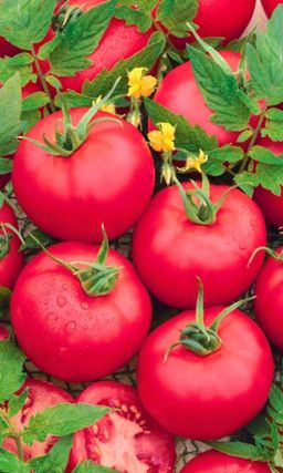 Томат ЛОТОС До 10 кг вкуснейших томатов с каждого метра! Плоды не растрескиваются!