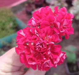 Пеларгония Bold Carmine, горшок С2