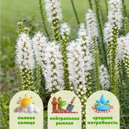 Лиатрис колосковидный белый (Spicata Alba) 10шт