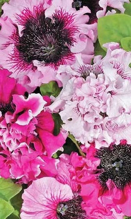 Петуния ЧЕРНЫГО ТРИУМФ F1 диаметр цветка до 16 см!