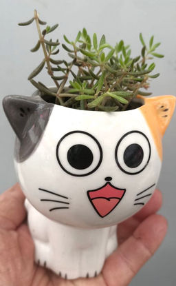 Крассула Гумберта в керамическом кашпо Котёнок