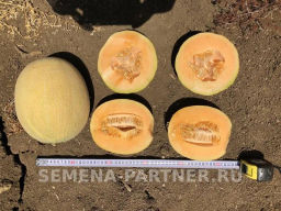 Дыня Нимфа - Партнер фото 2