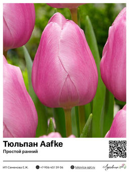 Тюльпан Aafke (Простой ранний)