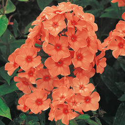 ФЛОКС Оранж Перфекшн Разбор I Кол-во упак., шт 2