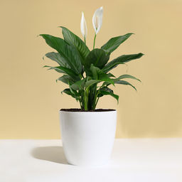 Кашпо для цветов, d=21 см, 5.2 л, пластик, белое