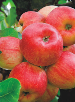 Яблоня Сурхурай полукультурка (саженец с этикеткой) 1шт