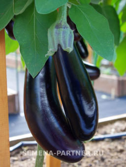 Баклажан Андрюша - Партнер фото 6