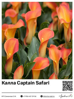 Калла Captain Safari