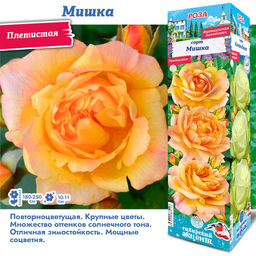 Роза Мишка (Плетистая) 1шт