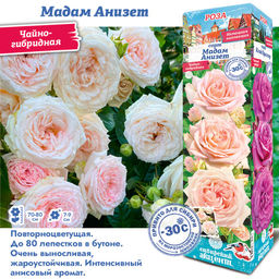 Роза Мадам Анизет (Чайно-гибридная) 1шт