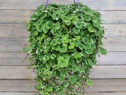Будра плющевидная Вариегата - Долина роз фото 4