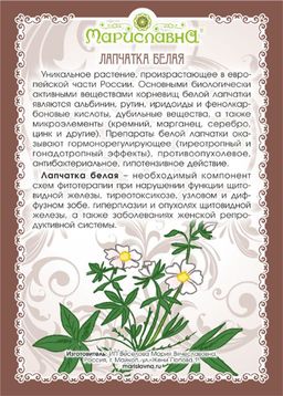 Лапчатка белая (молотый корень) - Мариславна фото 2