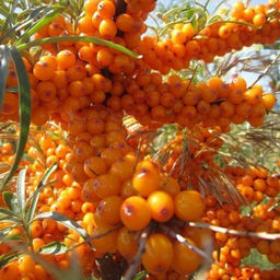 Облепиха Самородок (коробка) 1шт