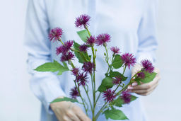 Чертополох малый - Темно-фиолетовый