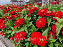 Цинния георгиновидная Сочные тропики Нью-Йоркер - Партнер фото 5