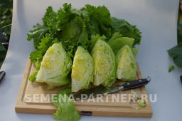 Салат кочанный Тарзан - Партнер фото 8