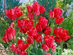 Тюльпан Merry Go Round (Мерри Гоу Раунд) - Долина роз фото 2