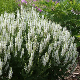 Шалфей дубравный Шнеехугель - Долина роз фото 5