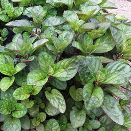 Мята Гранада С1,5