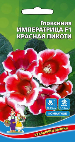 Глоксиния императрица КРАСНАЯ ПИКОТИ