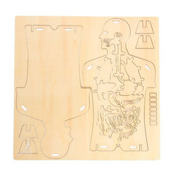 Набор для опытов Строение тела, 24 элемента, в пакете - Эврики фото 3