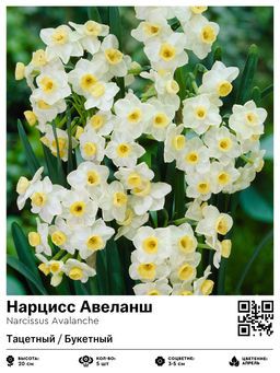 Нарцисс Avalanche (Тацетный / Букетный) - Голландские луковицы фото 2
