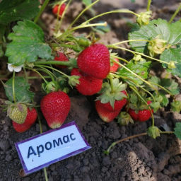 Цена за 4 шт. Земляника садовая Аромас (Р9)