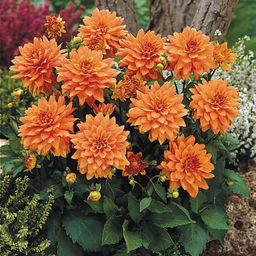 ГЕОРГИНА Гэллери Винсент Разбор I Кол-во упак., шт 1