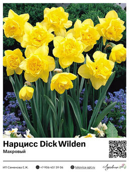 Нарцисс Dick Wilden (Махровый)