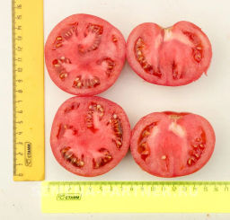 Томат Фамилия - Партнер фото 5