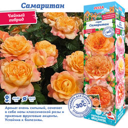 Роза Самаритан (Чайно-гибридная) 1шт