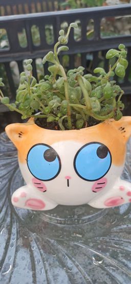 Крассула Брауна в керамическом кашпо Котёнок