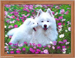 Картина 5D 30х40 166 Белые собачки / ZR8210H-222411 / - Галеонтрейд фото 2