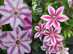 Клематис Капитан Туллекс