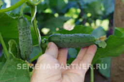 Огурец пчелоопыляемый Эльбрус - Партнер фото 3