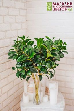 177 Ветка Фикуса