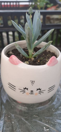 Сенецио серпенс в керамическом кашпо Кошка