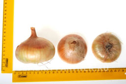 Лук репчатый Штуттгартер Ризен - Партнер фото 5