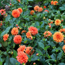 Георгина Оранж Наггет бордюрная - Долина роз фото 4