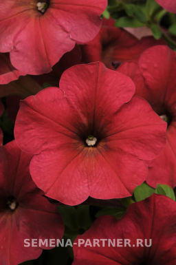 Петуния Изи Вэйв Берри Велюр каскадно-ампельная красная - Партнер фото 6
