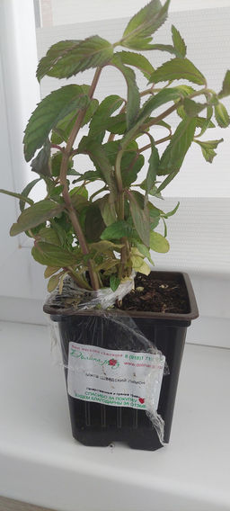 Мята Шведский лимон