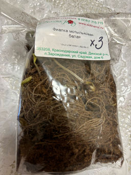 Фиалка мотыльковая белая