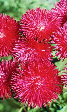 Астра КОСТЁР  Бордюрная